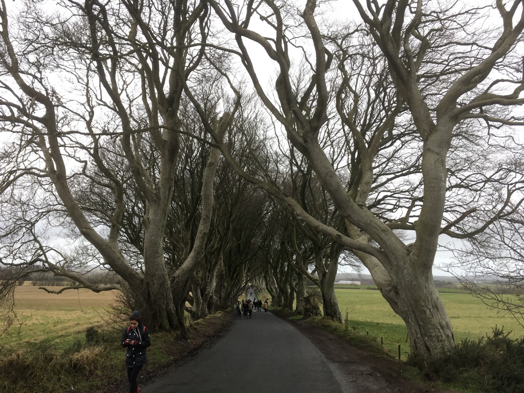 Dark Hedges 2