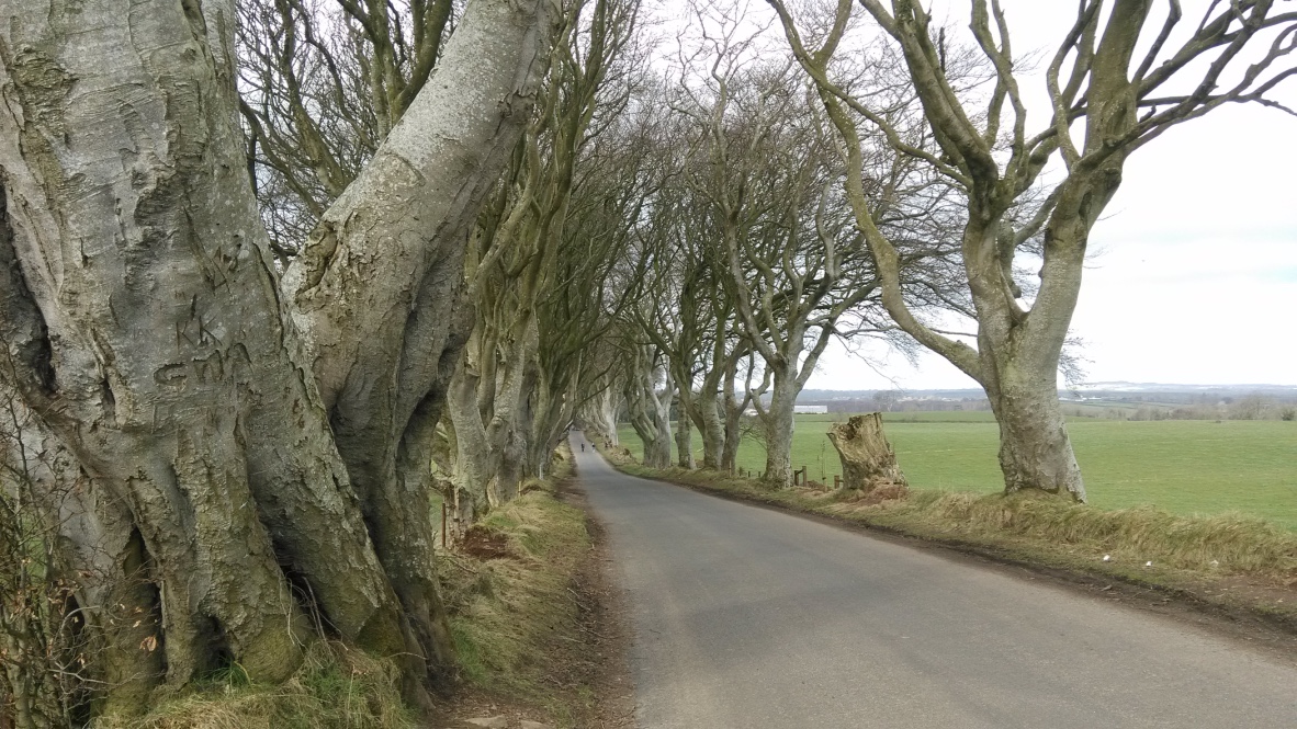 Dark Hedges in 2015